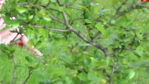 My Dirty Hobby - Young-Devotion - Publicbesamung vom Spanner